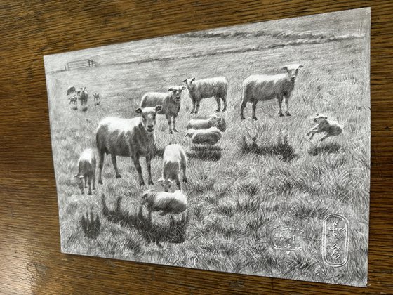 Counting Sheep – 26-05-25