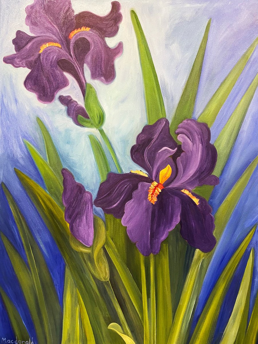 Purple Iris by Laurel Macdonald