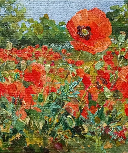 Among poppies by Olha Malko