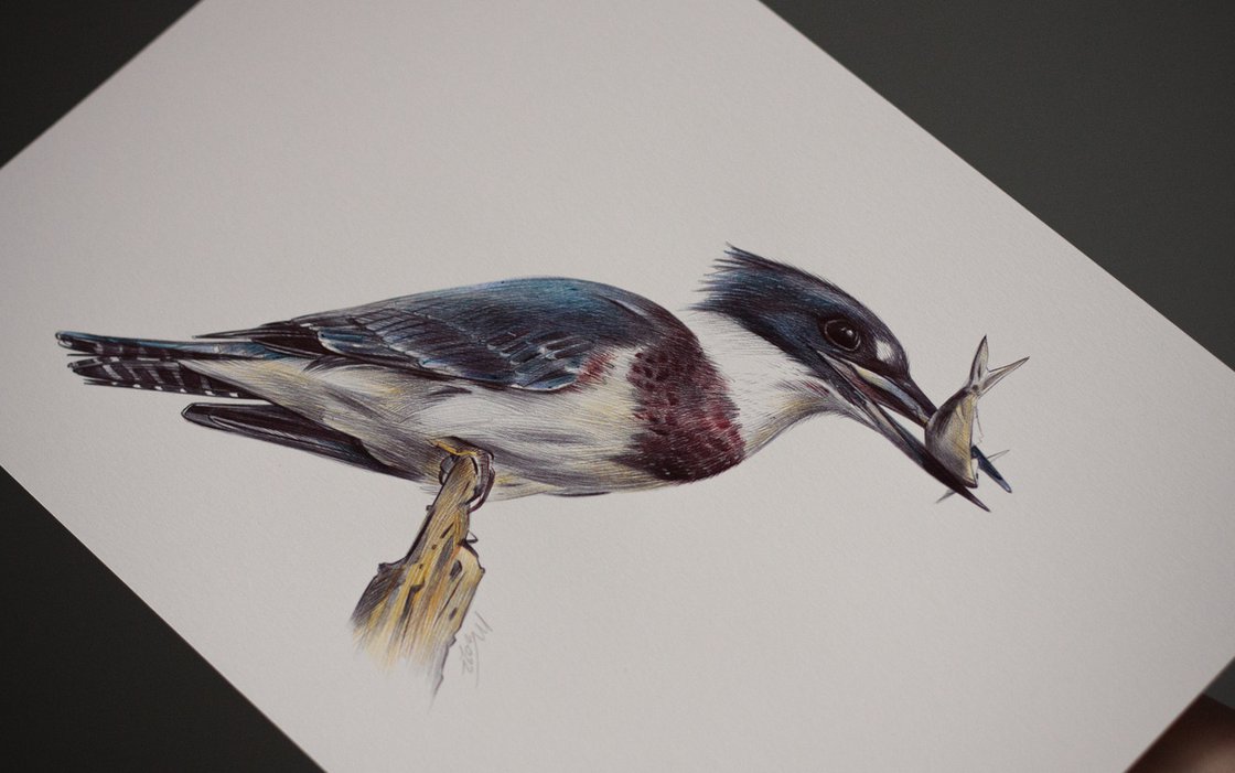 Belted Kingfisher - Art by Amelia Pruiett