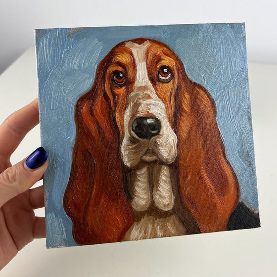 Basset Hound