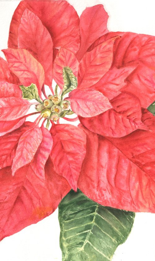Christmas Poinsettia by Maryna Boiko