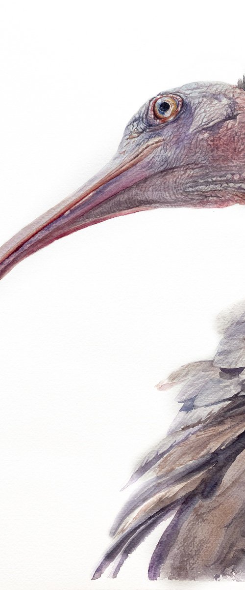 Northern bald Ibis by Tetiana Savchenko