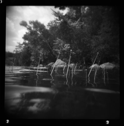 Adirondack Reeds by Shelton Walsmith