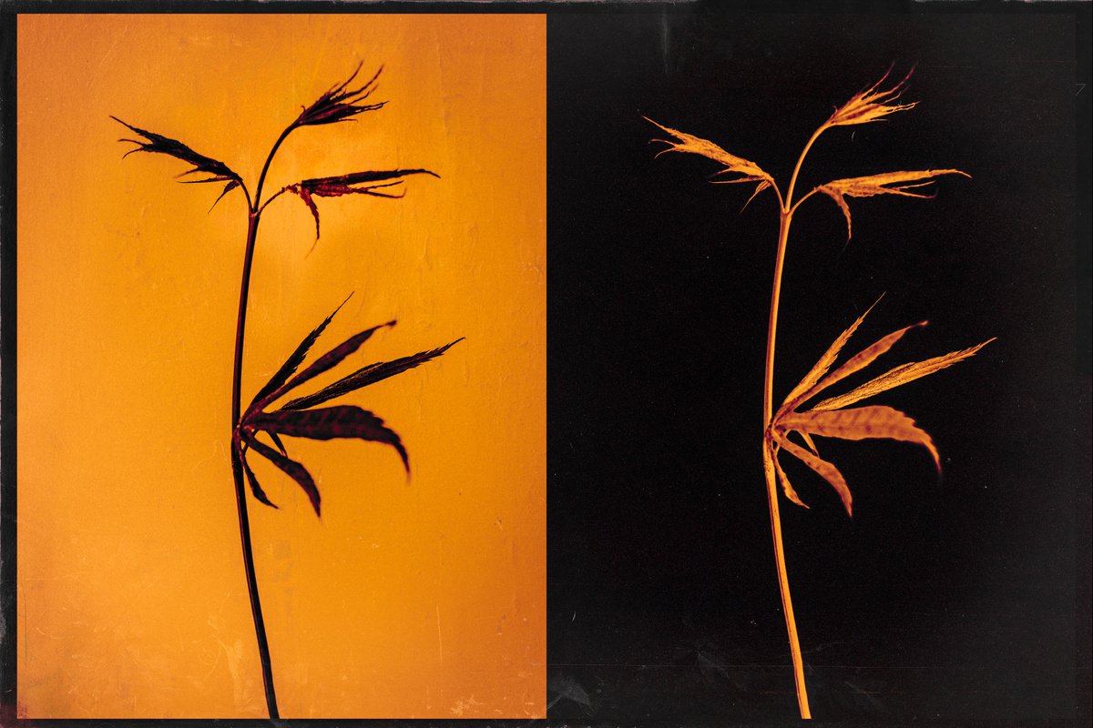 Botanical Painting By Teis Albers, 59 X 39", Fuse, Original Artwork