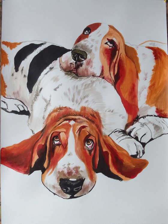 Bassethound
