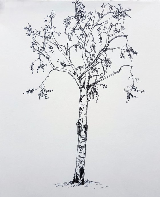 Birch on the Danube Island