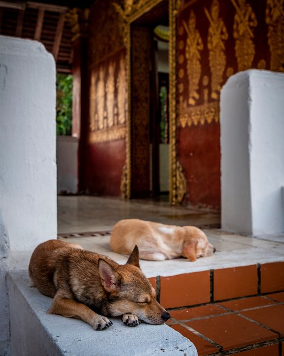 Temple Dogs of Laos No.2