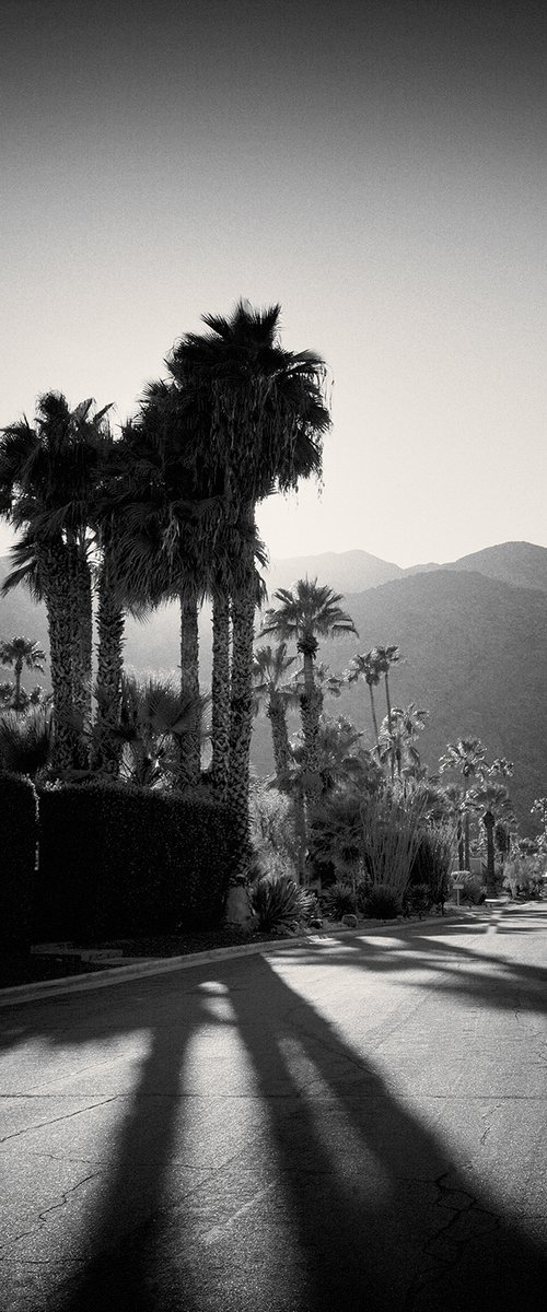 Late Shadows, Twin Palms by Heike Bohnstengel