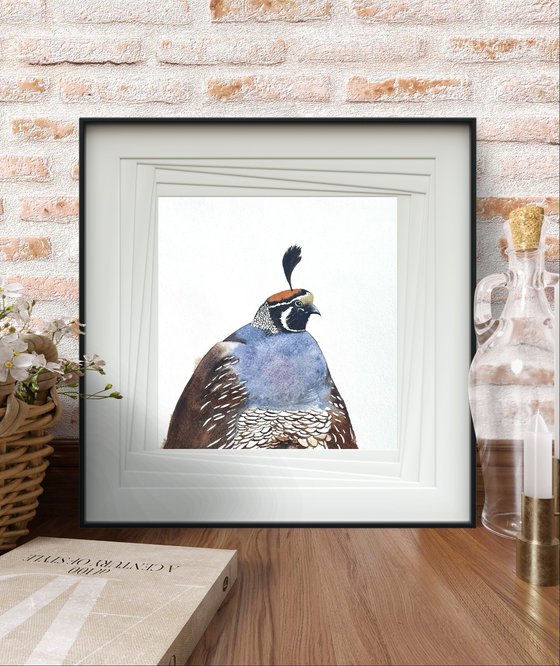 Portrait California quail Male