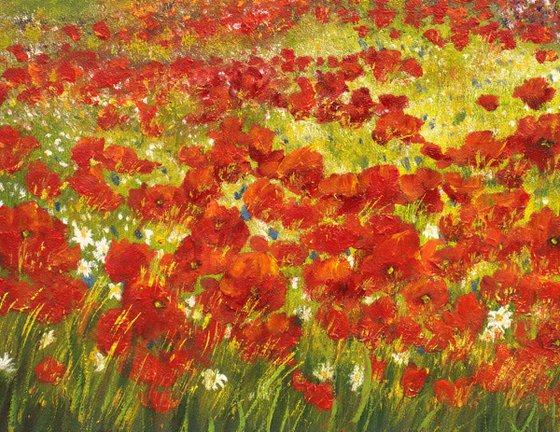 Poppy field