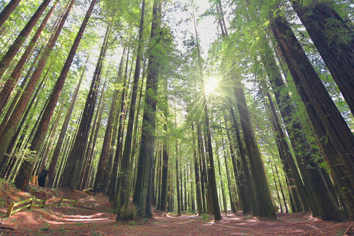 Photorealistic Landscape Photograph By Emily Kent, 37 X 25, Redwoods, Original Artwork