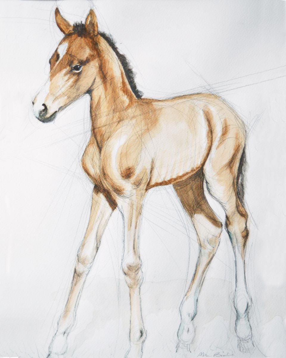 Foal first steps by Alison Brodie
