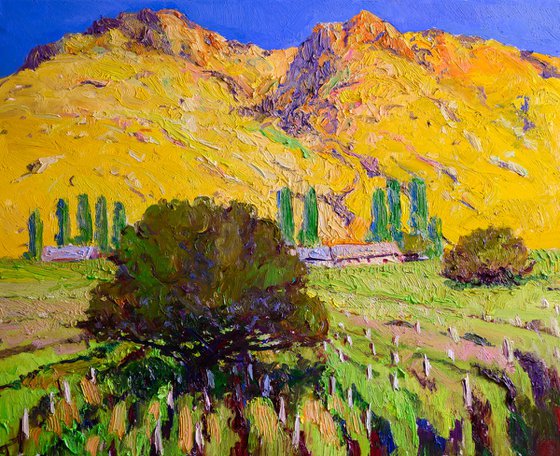 Vineyards, Sunny Day in the Mountains
