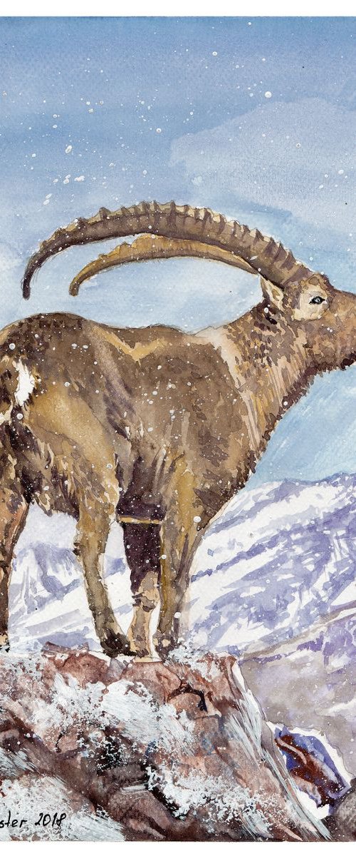 Alpine Ibex by Yulia Schuster