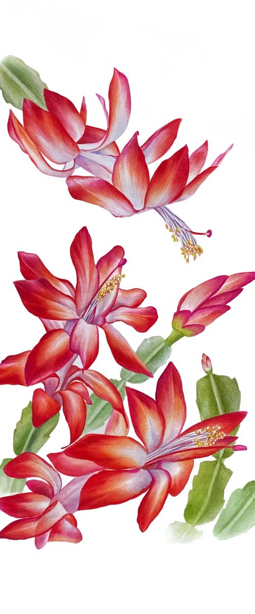 Christmas cactus Schlumbergera red flowers botanical illustration by Ksenia Tikhomirova