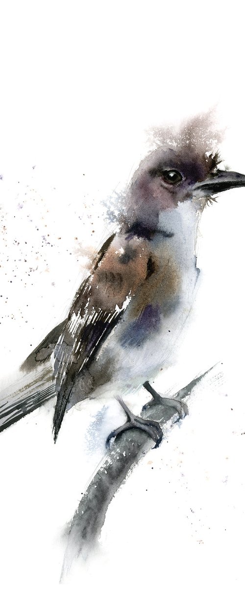 Phoebe Bird by Olga Tchefranov (Shefranov)