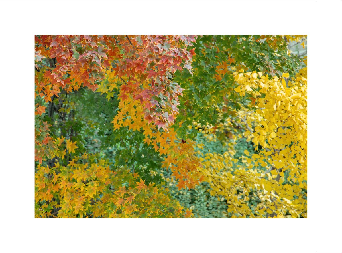 Photorealistic Landscape Photograph By Yuan Hua Jia, 27 X 20", Autumn Colors #1, Original Artwork