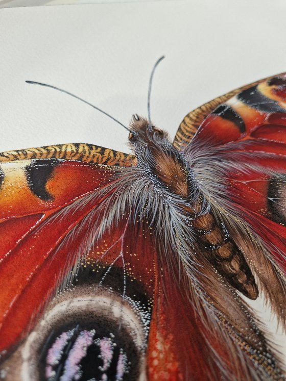 Aglais io, The Peacock butterfly
