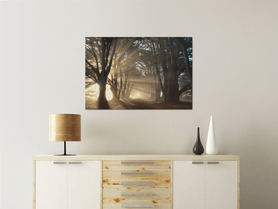 Cypress Tree Sunrise