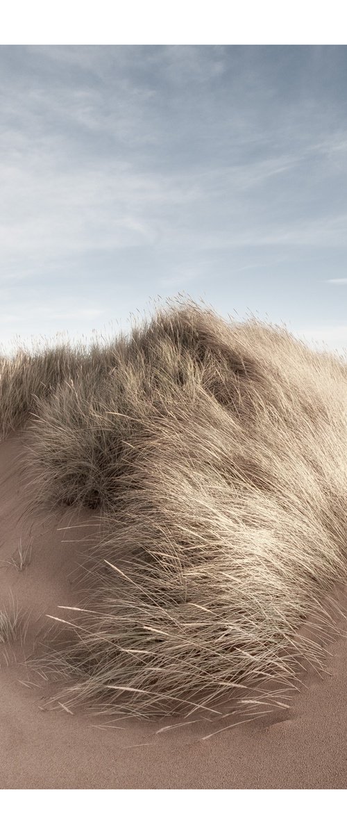 Dune Portrait III by David Baker