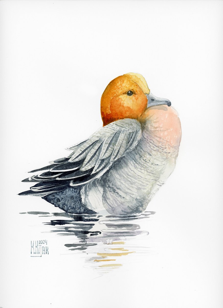 Eurasian wigeon by Karolina Kijak