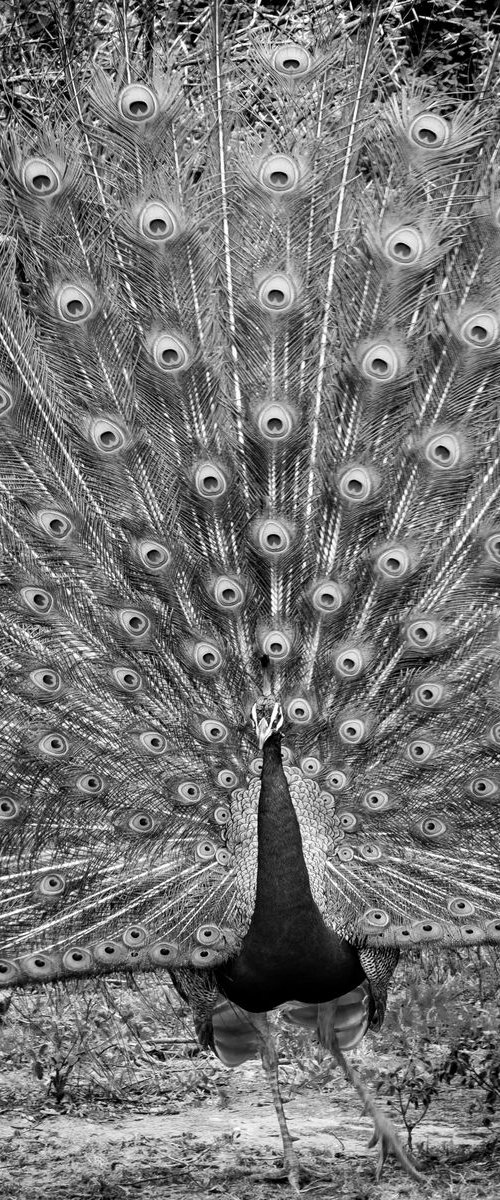 Peacock Yala National Park   - Sri Lanka by Stephen Hodgetts Photography