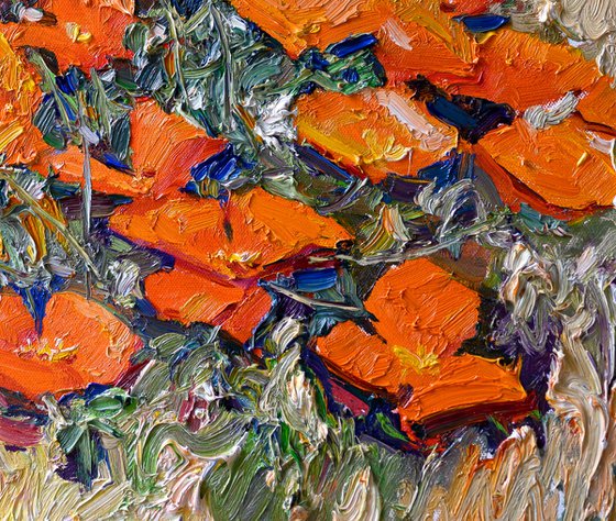 California Poppies , Morning