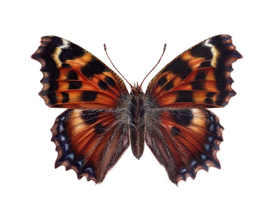 Nymphalis polychloros, The Large tortoiseshell butterfly