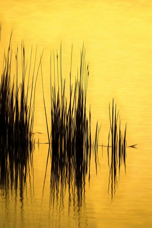 Reflected Reeds by Martin  Fry
