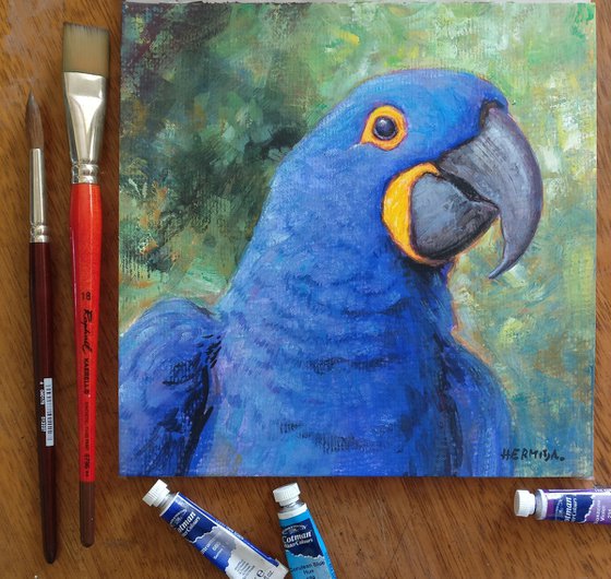 Hyacinth Macaw