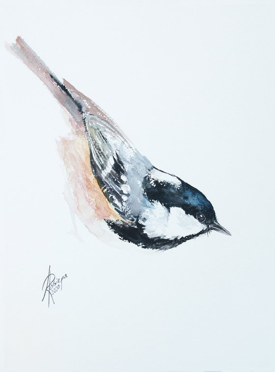 Coal Tit