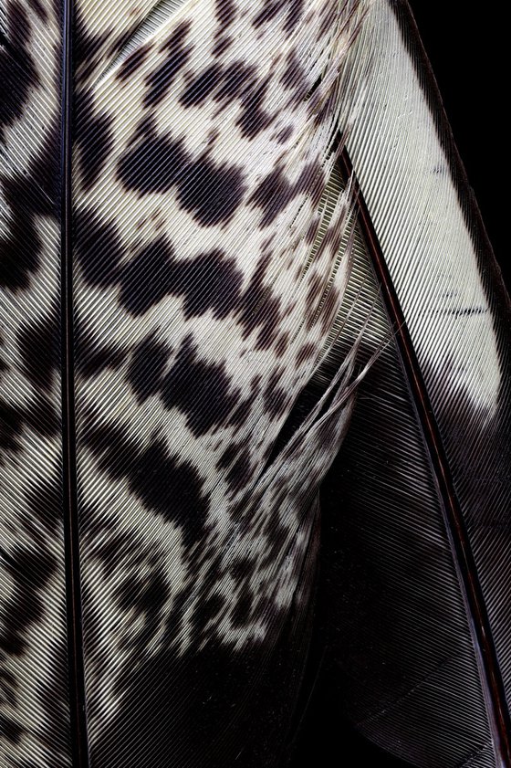 White Cockatoo Feathers
