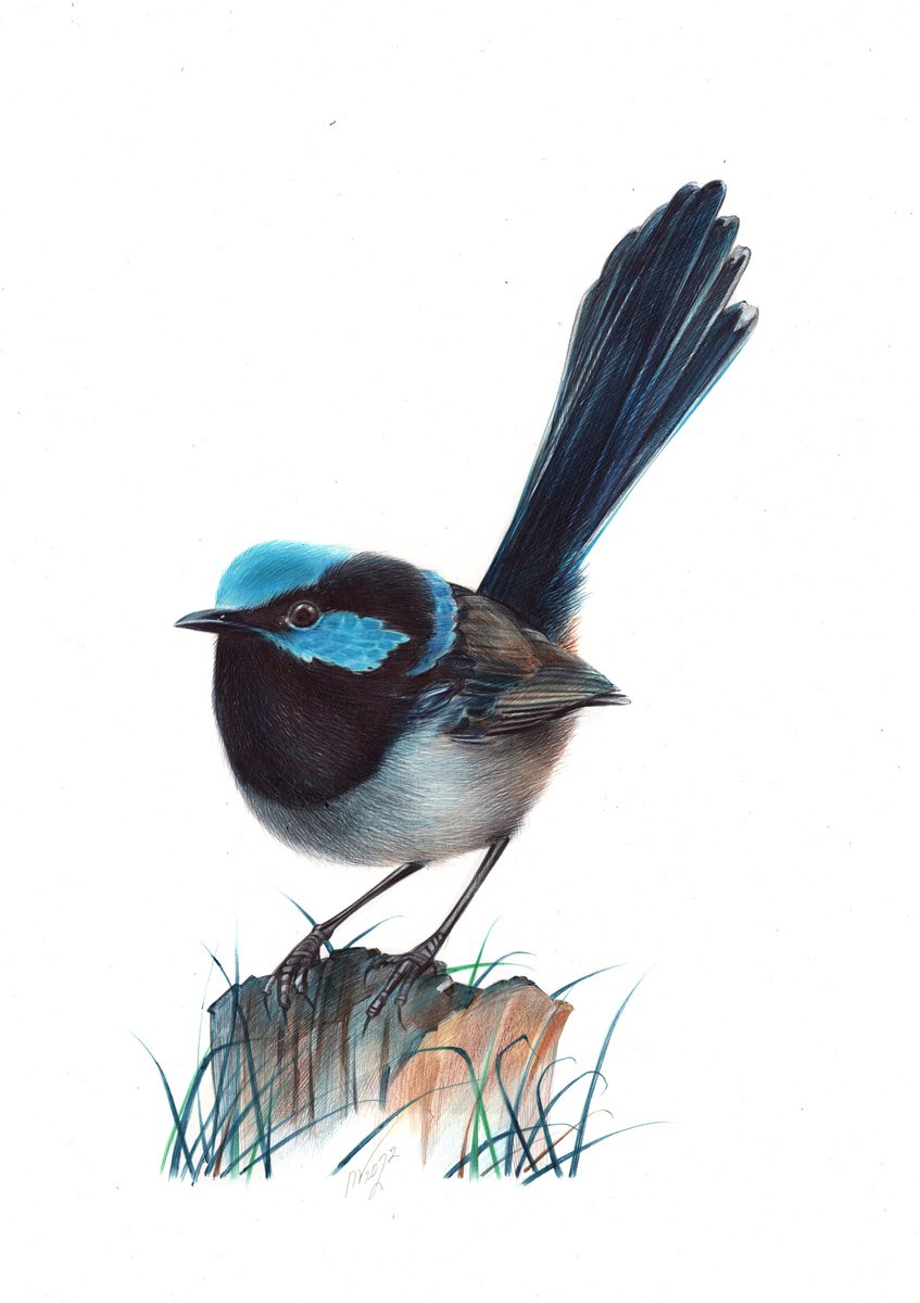 Superb Fairywren - Bird Portrait (Realistic Ballpoint Pen Drawing) by Daria Maier