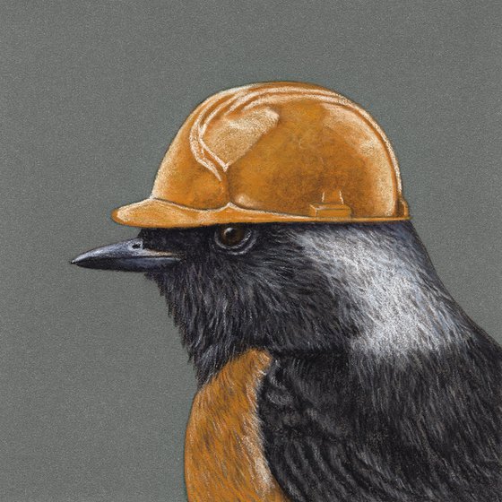 Original pastel drawing bird "White-winged Redstart"