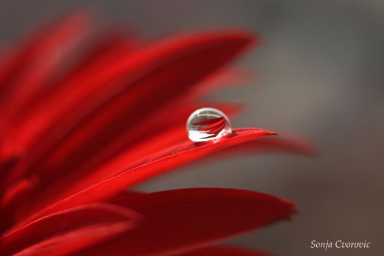 Reflection in the drop