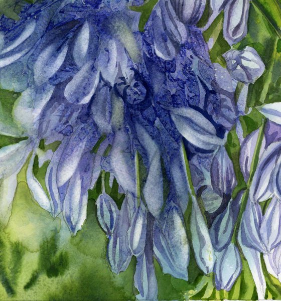 Agapanthus with blues