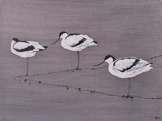 Avocets