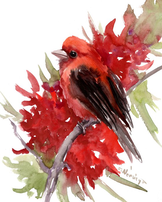 Summer Tanager