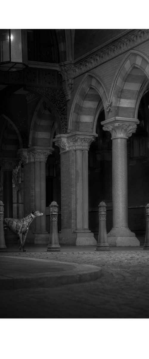 Greyhounds of London II by Elena Marchi