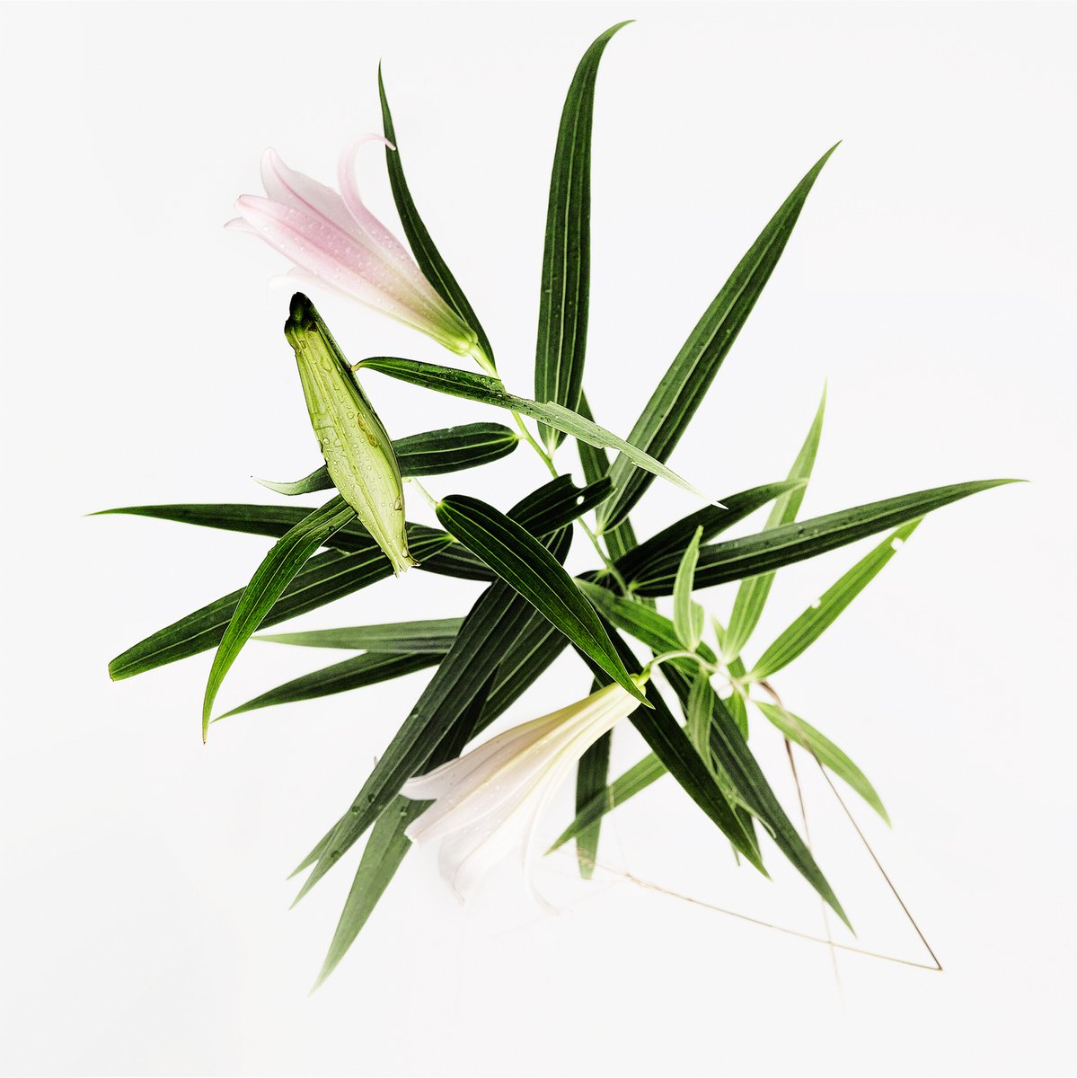 PLATE#002-Japanese lily, Japanese pampas grass- by Keiichiro Muramatsu