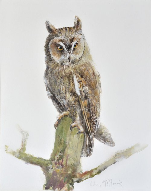 Long-eared owl (Asio otus) by Adam Półtorak