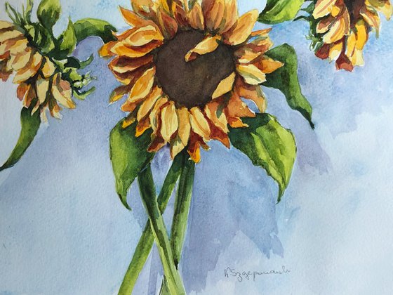 Sunflowers