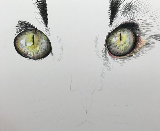 Watchful eyes (Jess, tabby cat)