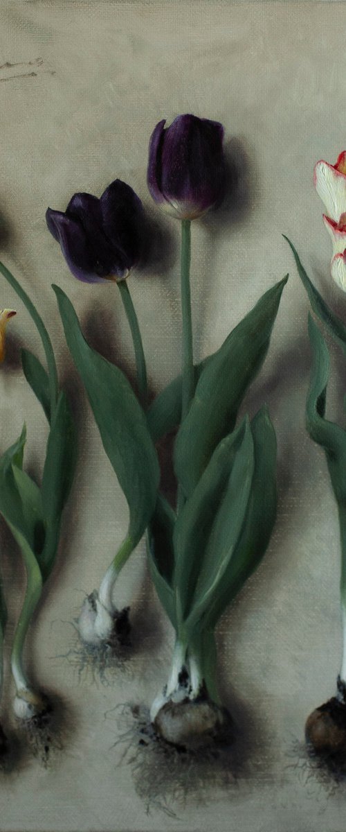 Tulip Bulbs 01 by Davit Davtyan