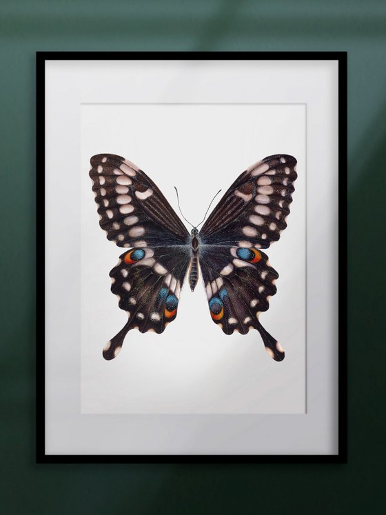 Papilio ophidicephalus (dorsal view)