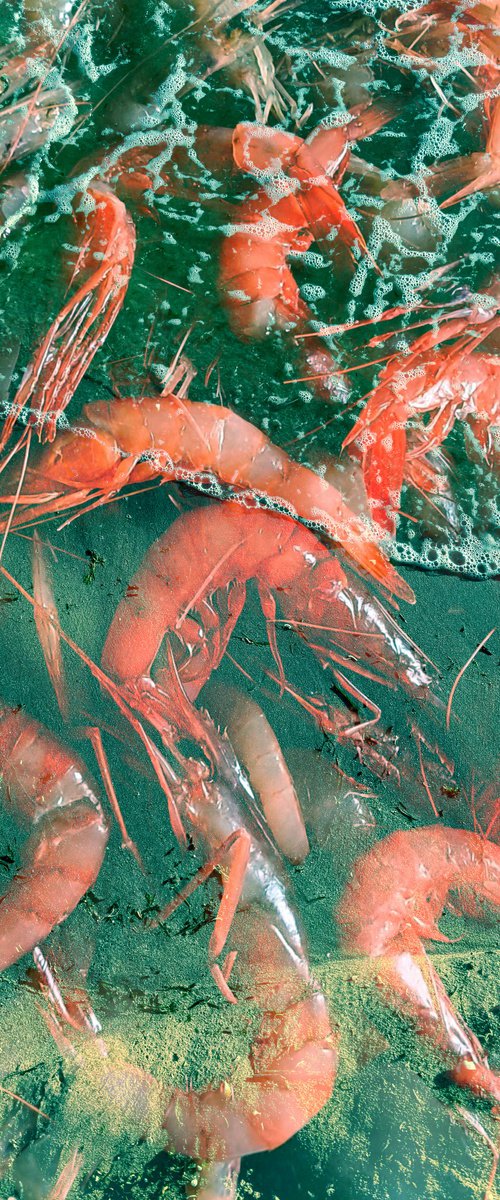 PhotoCollage Red Green Shrimp by Yuliia Sharapova