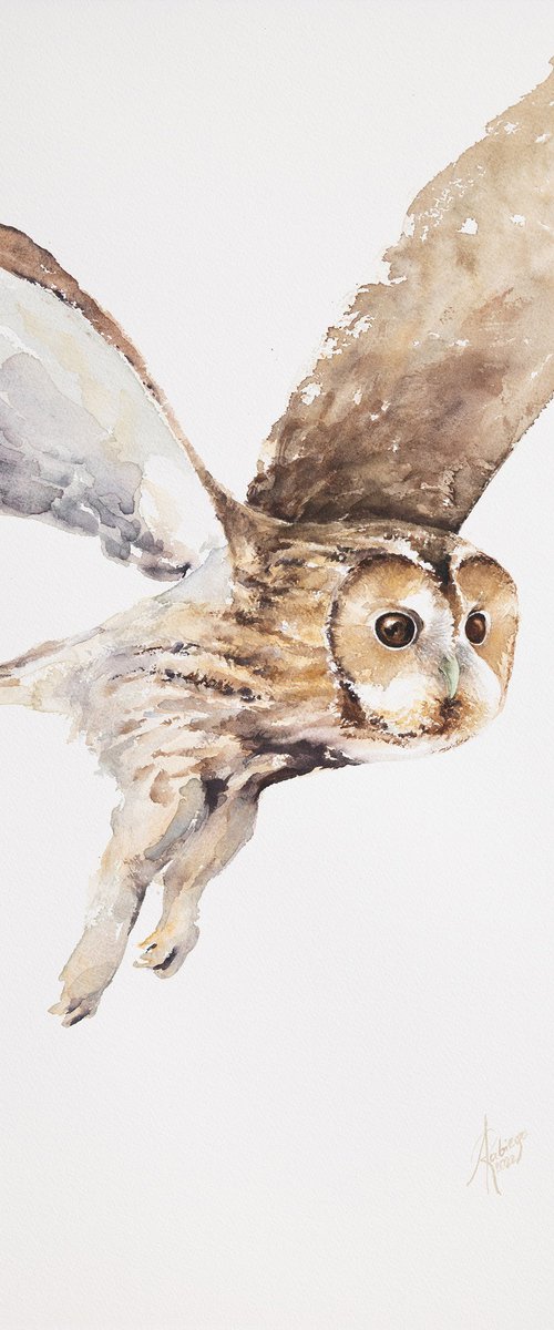 Tawny Owl by Andrzej Rabiega