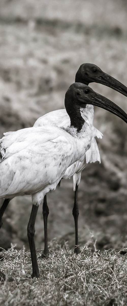 THOTH THE AFRICAN SACRED IBIS - NR 1/20 by Levi Mendes