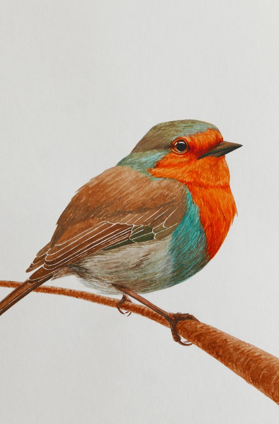 Fluffy robin on the branch